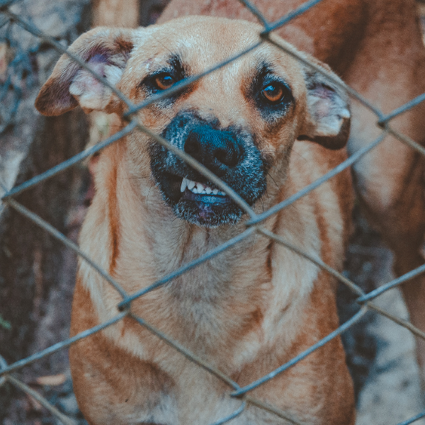 PREVENÇÃO AO ATAQUE DE CÃES & ANIMAIS PEÇONHENTOS